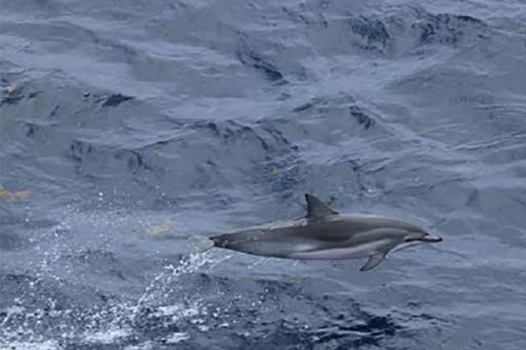 A small gray-colored dolphin with a lighter-colored belly in mid-leap pit of the water.