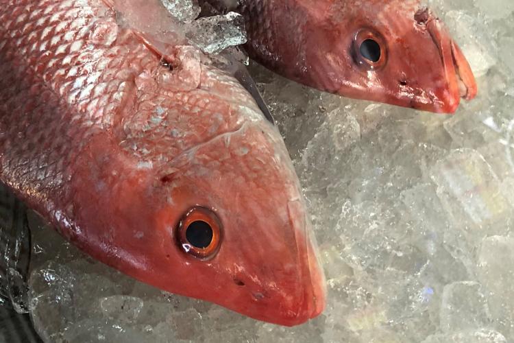 Red Snapper on Ice