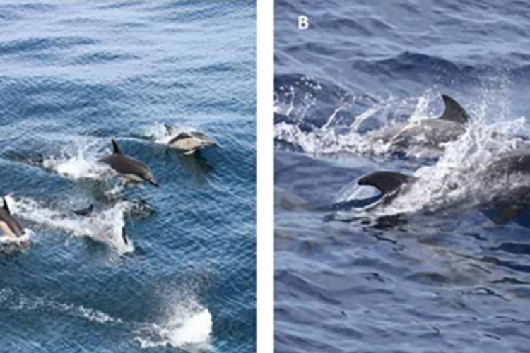 Two images side by side. Left image shows 6 to 7 common dolphins diving together at the water’s surface. They are dark on the top with light colored bellies. Right image shows two dark-colored Atlantic spotted dolphins swimming on the surface.