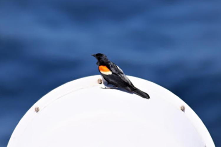 What Makes a Bird a Seabird? | NOAA Fisheries