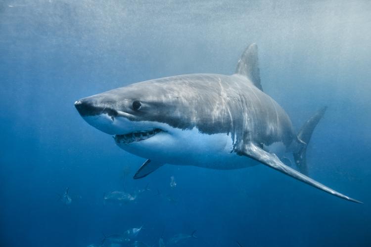 great white shark in the water