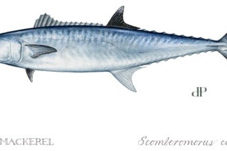 King Mackerel