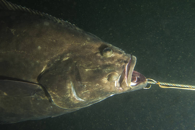 Pacific halibut gets hooked.