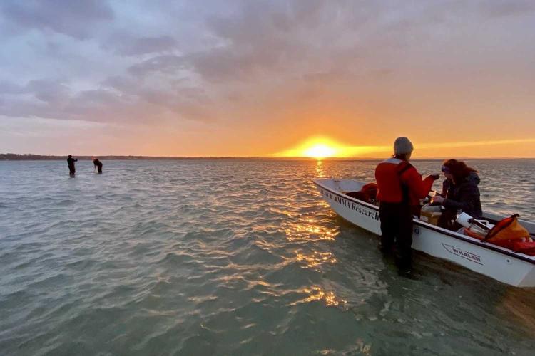 A pair of researchers work together, one of them sitting in a small boat. Further away, a pair of researchers stand in ankle-deep water with equipment. The sun sets over the submerged sandbar in the background.