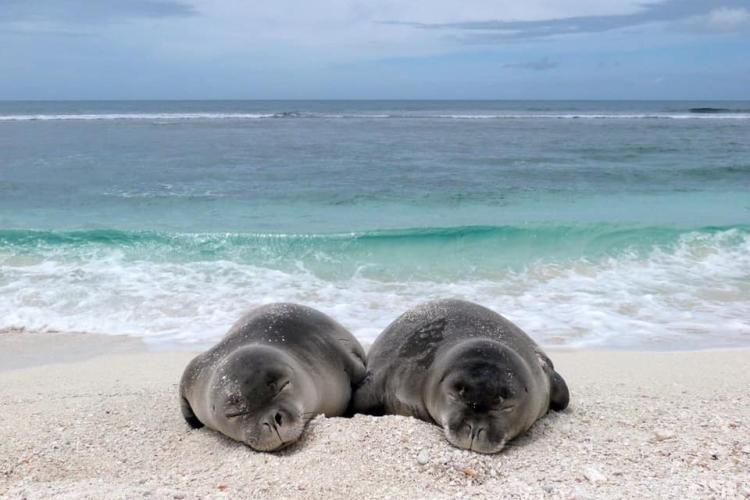 Two young seals rest on a beach in the Papahānaumokuākea Marine National Monument. Credit: NOAA Fisheries (Permit #22677)