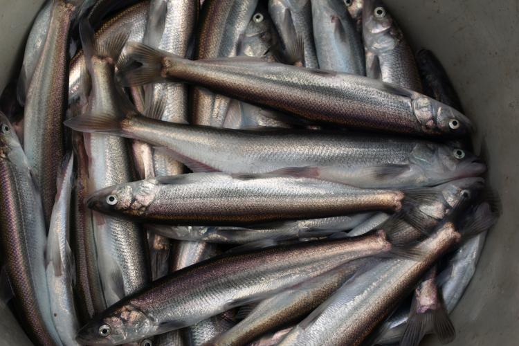 Bucket of freshly caught eulachon from the Cowlitz River, WA on Feb. 14, 2000.  Credit: NOAA Fisheries