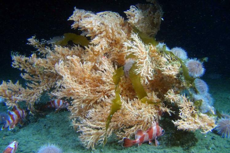 fish species swimming around deep-sea coral habitat in Glacier Bay AK