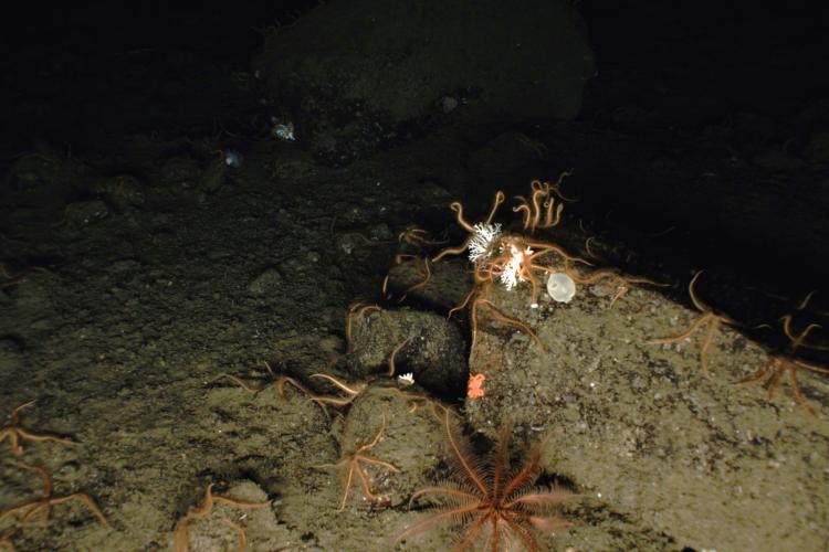 An underwater photograph shows a diverse muddy bottom habitat with brittlestars, stylasterid (lace) corals, and other invertebrates forming a deep-sea coral ecosystem in the North Pacific. Credit: NOAA Fisheries