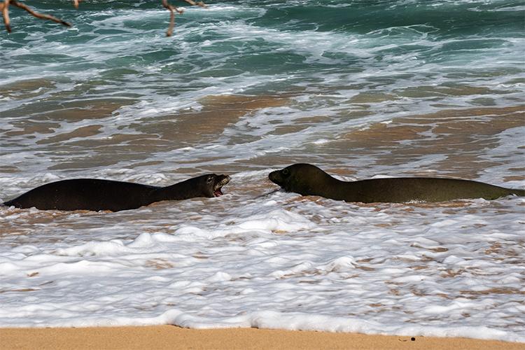 Two male Hawaiian monk seals arguing in the water.