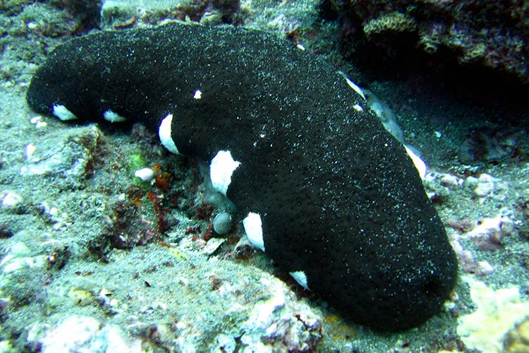 Black sea cucumber with white spots sitting on rocky ocean bottom.