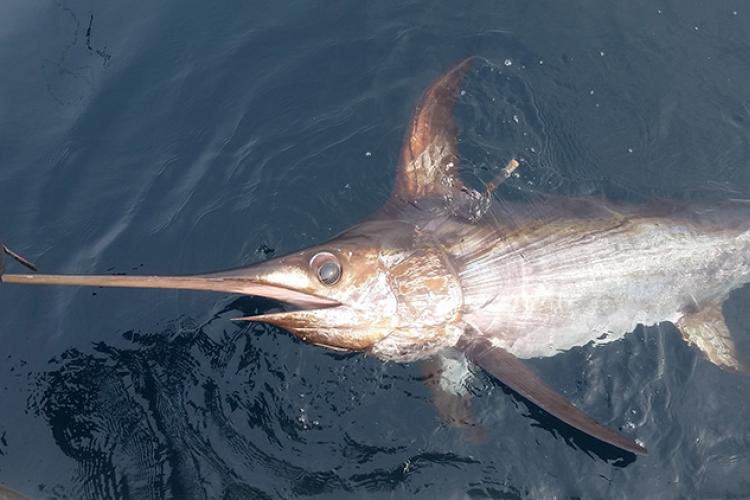 Swordfish coming out of water, showing its long, flattened bill, while a researcher holds onto the bill for tagging.