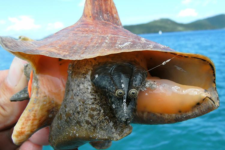 Researcher holding juvenile queen conch. Shown is the spiral-shaped shell with a glossy pink/orange interior, part of the soft interior body, and large eyes on the end of stalks.