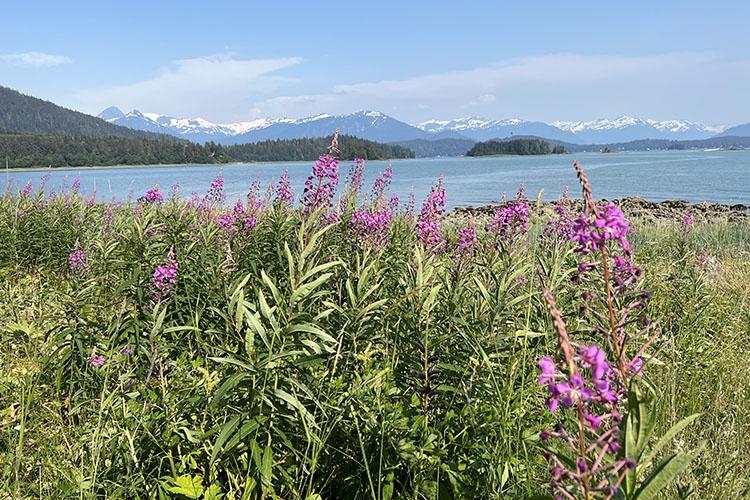 Pink fireweed and green vegetation in the foreground of calm blue ocean waters and snow capped mountains in the background