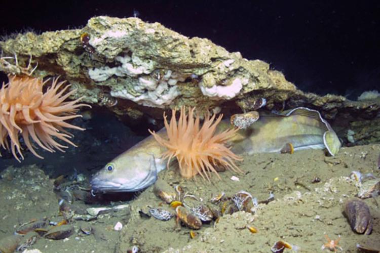 Deep-sea fish taking shelter under a rocky carbonate ledge surrounded by soft sediment and live seep mussels.