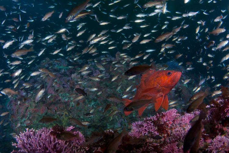 Numerous small juvenile rockfish and one adult vermilion rockfish