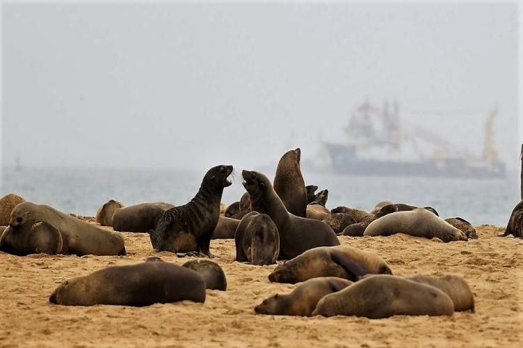Cape fur seals at Walvis Bay, Namibia with a fishing trawler in the background. 