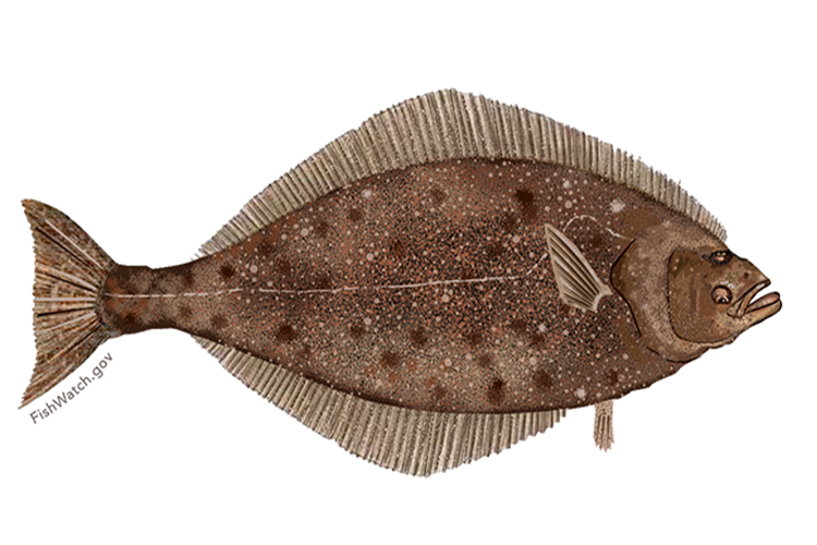 Illustration of a Pacific halibut.