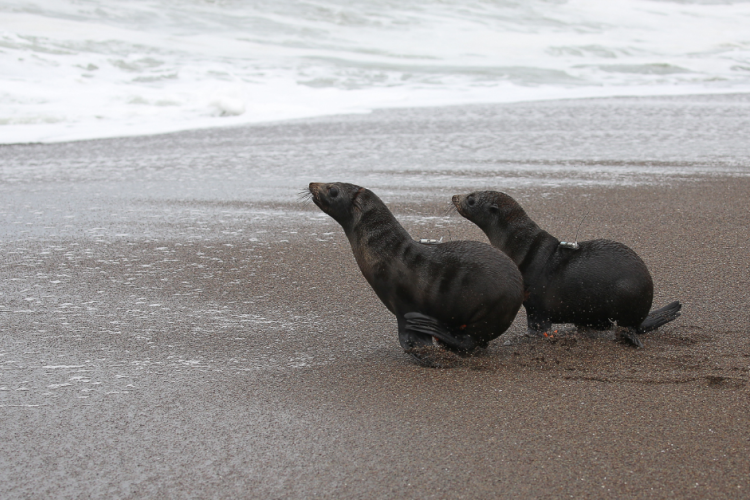 Two Guadalupe fur seals with satellite tags attached to their back approach the water's edge following their release.