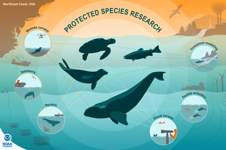 Infographic weaving bycatch, visual surveys, passive acoustics, telemetry, remote surveys and ecosystem modeling into protected species research.