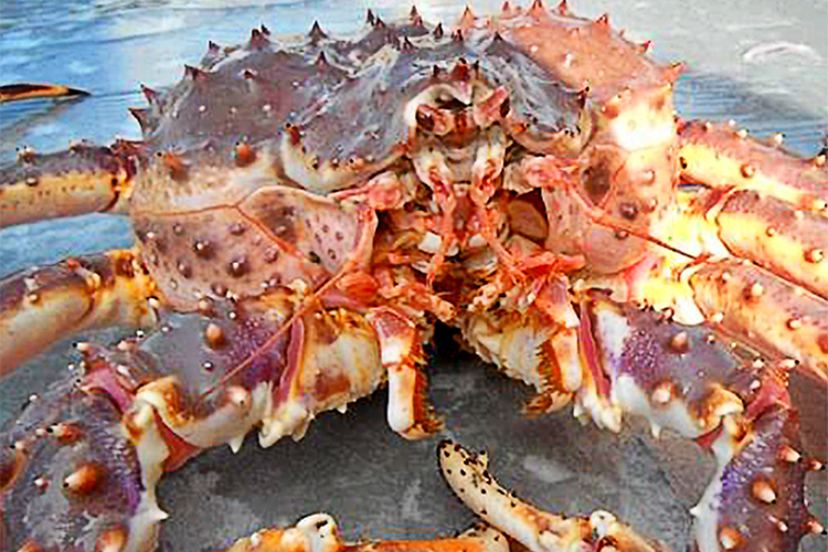 A red king crab