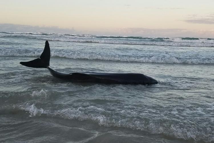 A live dwarf sperm whale lies in the surf zone