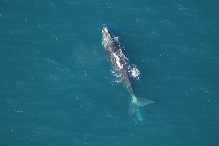 A birds eye view of an entangled North Atlantic right whale swimming off of Surf City, North Carolina. Behind the tail you can see some light blue gear weighing the tail down. 