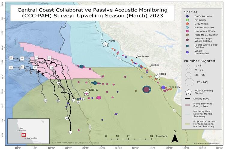 Figure 1. Summary map of the CCC-PAM March 2023 Survey. Sightings of marine mammals are represented by colored circles. Circumference of the circle corresponds to the number of animals sighted. The white squares represent the start of the acoustic drifting buoys and the white triangle represents the end of the drifts. The white stars represent moored listening stations. 