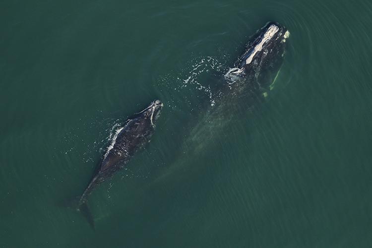 Aerial view looking down at two dark gray North Atlantic right whales, one adult and one smaller calf.