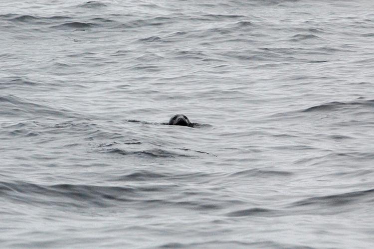 Gray Seal  NOAA Fisheries