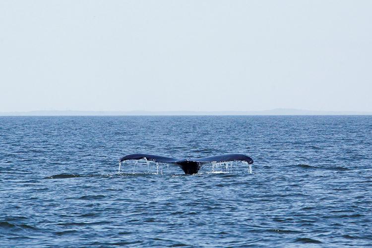 A whale tail drips with water above the ocean surface as the whale dove below the surface. The water is calm and the sky is slightly overcast.