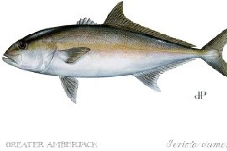 Greater Amberjack