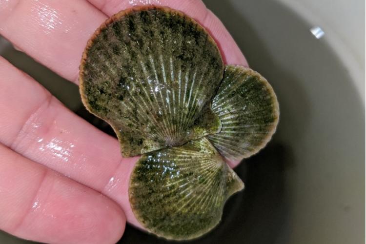 A hand holds three greenish gray bay scallop shells.