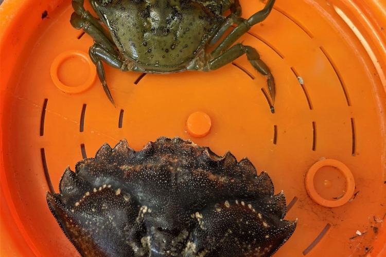 Invasive green crab carapace
