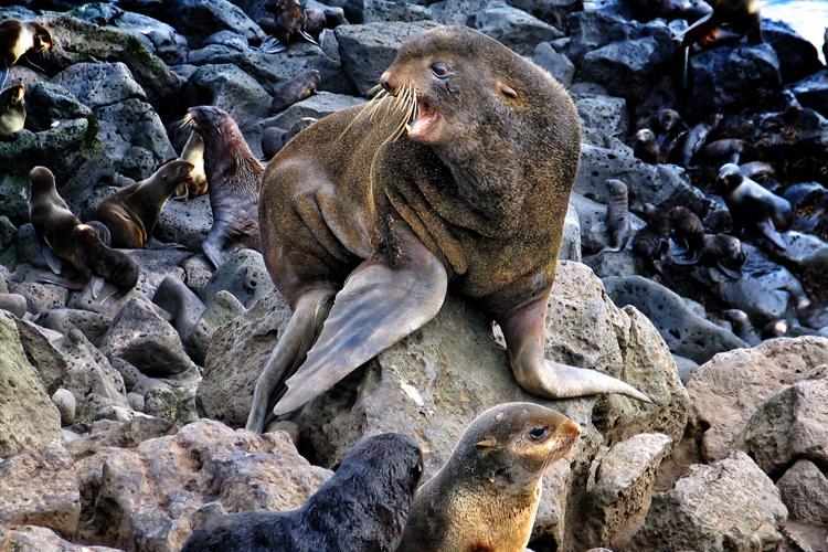 Northern Fur Seal Research in Alaska | NOAA Fisheries