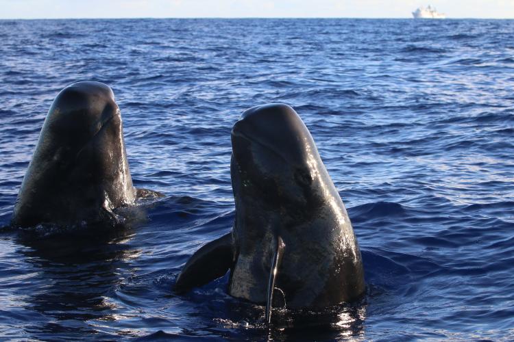 Two pilot whales bob their bodies out of the water while looking at researchers.