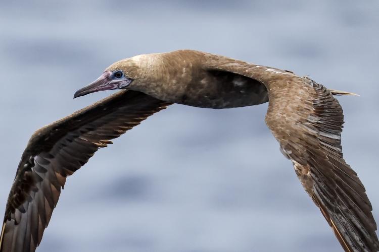 A brown bird with wings extended flying