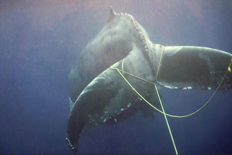 An underwater image of a humpback whale swimming away with yellow line wrapped around its tail