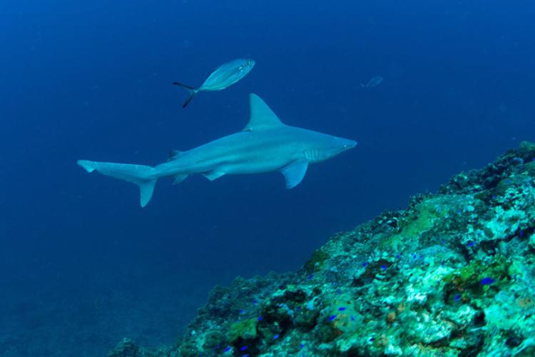 Sandbar shark swims alongside a fish with some ocean rocks in the foreground.
