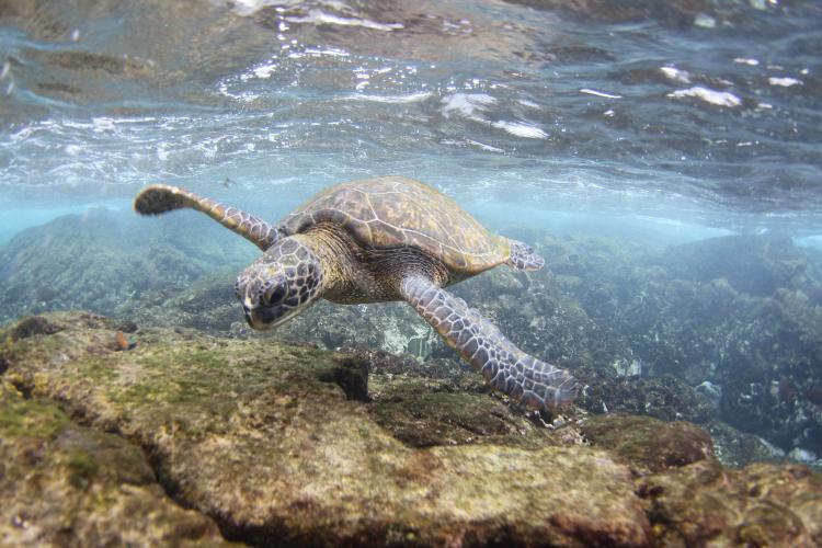 A green sea turtle swims in the waters off of Oahu, Hawaii.