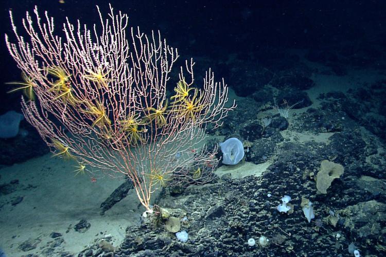 A colony of pink bamboo coral with crinoids on Mytilus Seamount, which is within both the Northeast Canyons and Seamounts Marine National Monument and the Georges Bank Deep-Sea Coral Protected Area. 