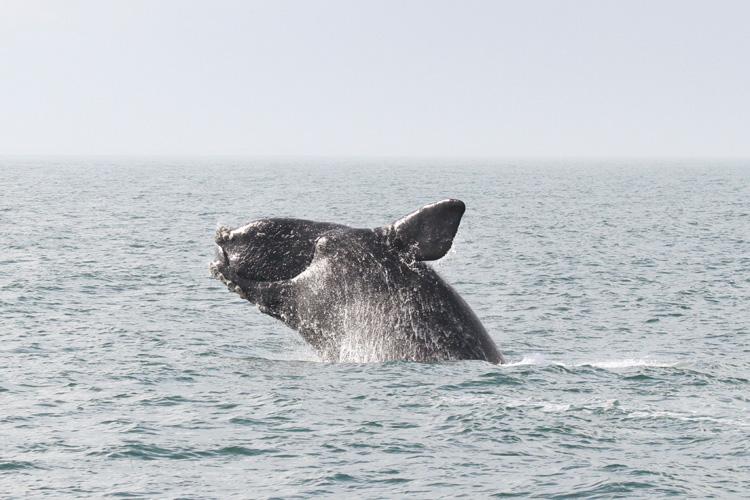 An endangered North Atlantic right whale breaches.