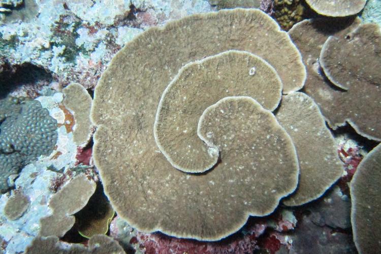 Light brown coral in a swirl-like shape with white edges.