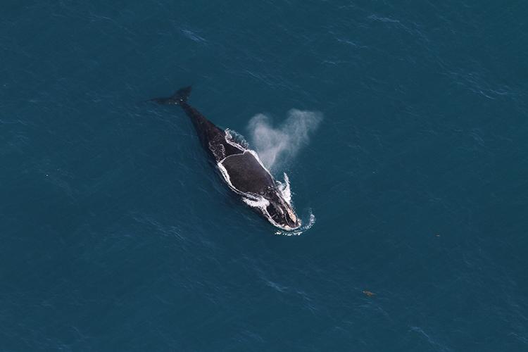 A North Atlantic right whale swims at the surface of the ocean. It has expelled air through its blowholes causing a whale spout above its head.