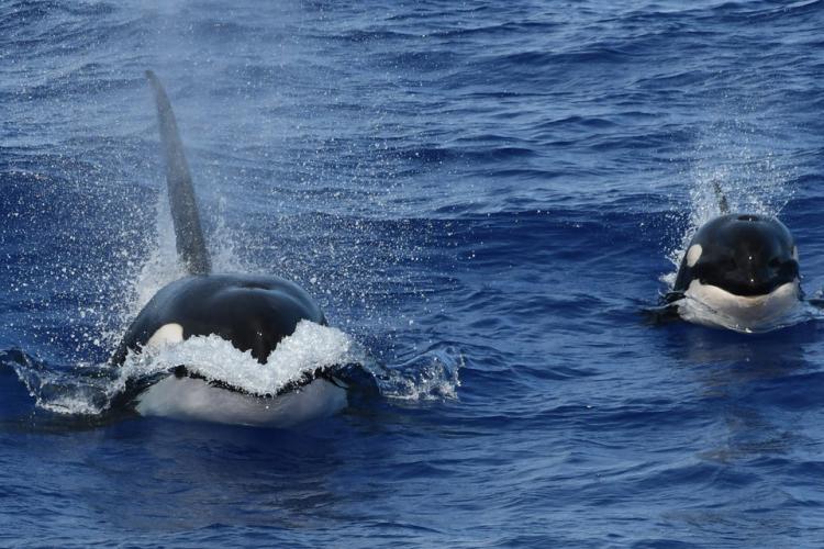 A pair of killer whales at sea