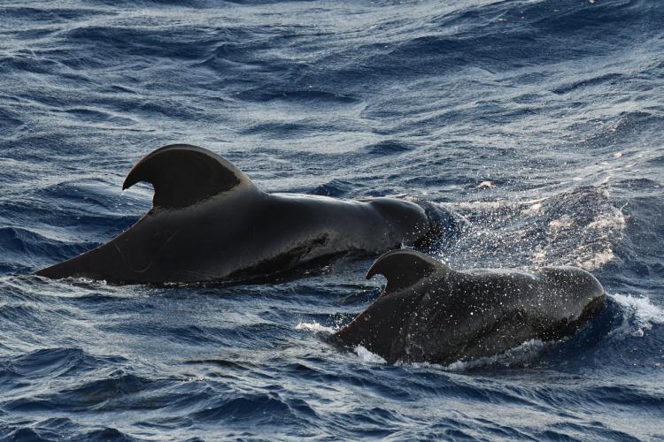 HICEAS Hilite Diving into the Secret Lives of Short Finned Pilot