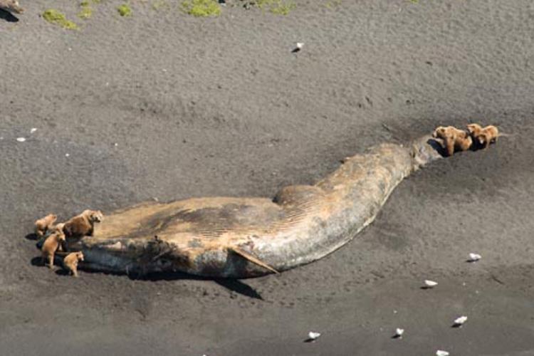 Bears feeding on a fin whale carcass