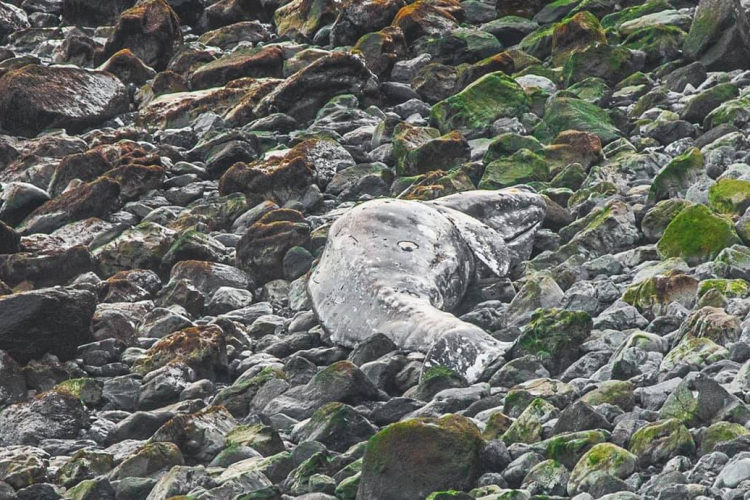 1000x700 Dead Gray Whale - Pasagshak Point.png