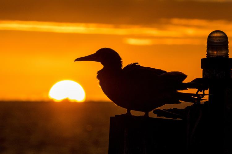 1024x683-PIFSC-hawaiian_sunset_booby_acu_med.jpg