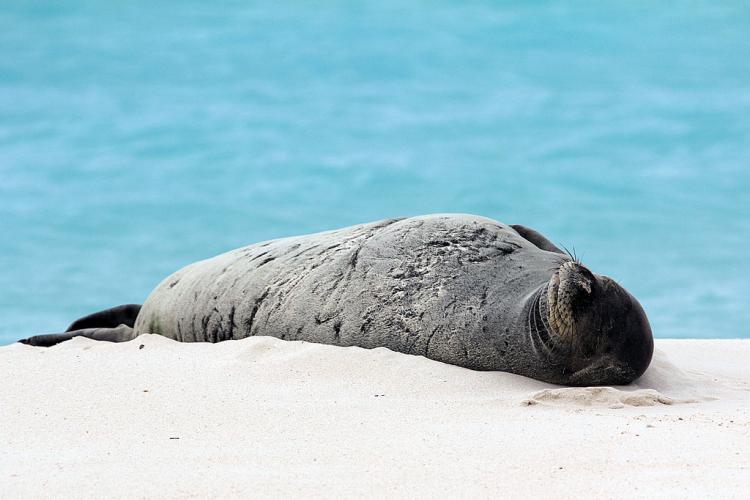 hawaiian monk seal