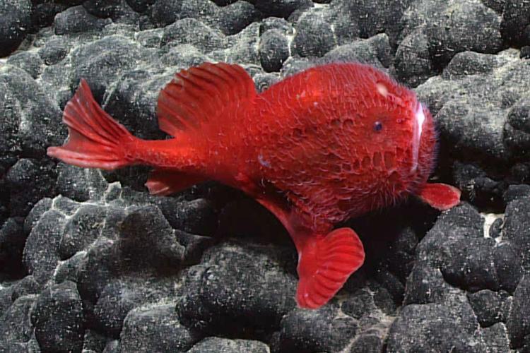 The Mysterious Identity of the Bright Red Sea Toad NOAA Fisheries